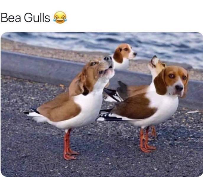 Bea Gulls