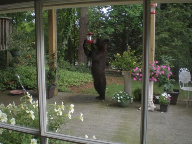 Bears like hummingbird food too.