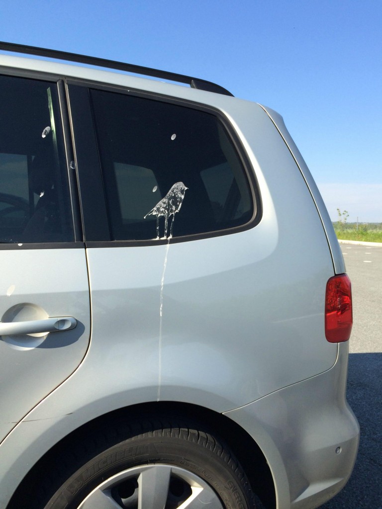 Bird crapped a self portrait on this car window.