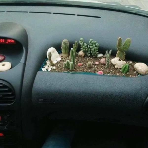 Cactus garden for the dashboard in your car.