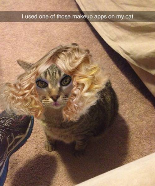 Cat + Makeup App = Fun