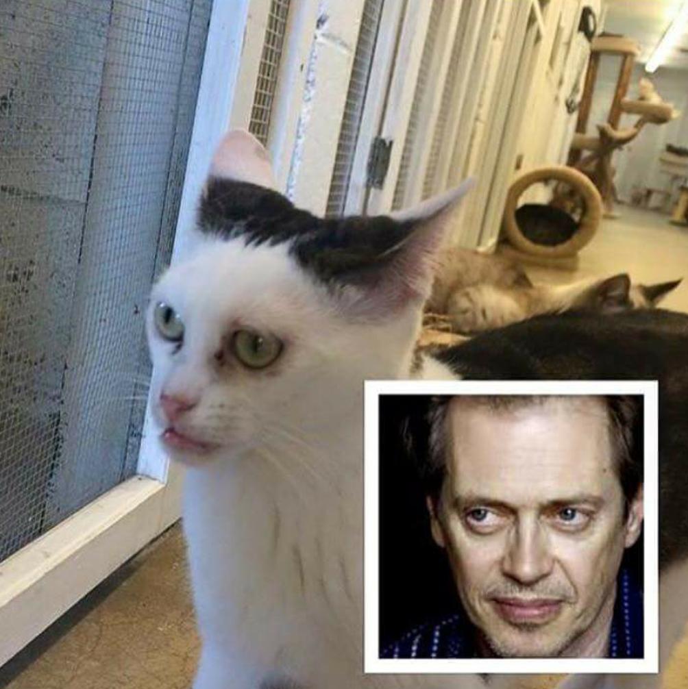 Cat looks just like Steve Buscemi.