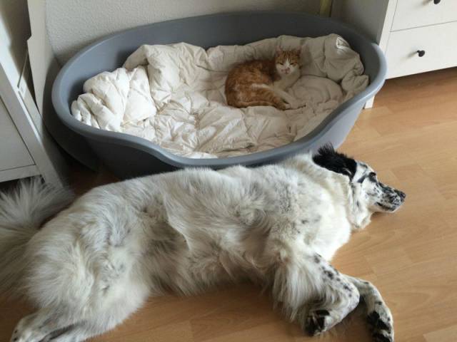 Cat is king in this house.