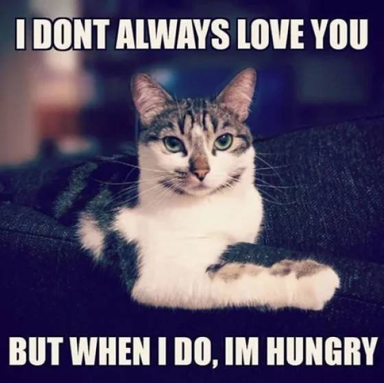 Cats don't always love you.