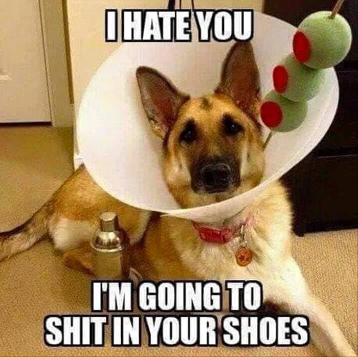 Cone head martini dog does not see the humor in it.