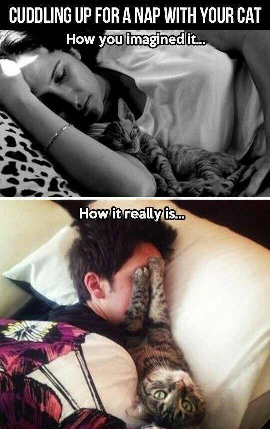 Cuddling up for a nap with your cat.