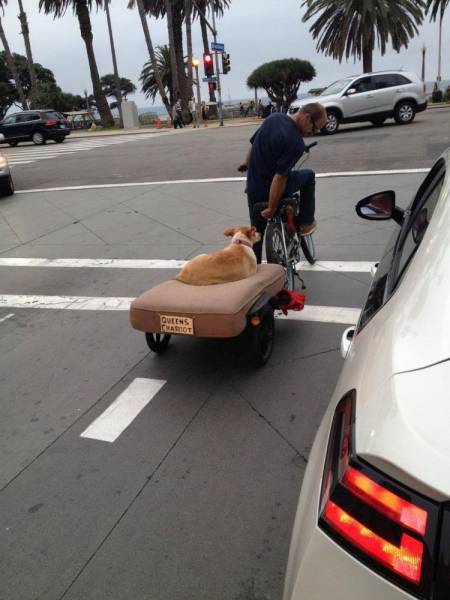 Custom bicycle dog trailer built for a queen.