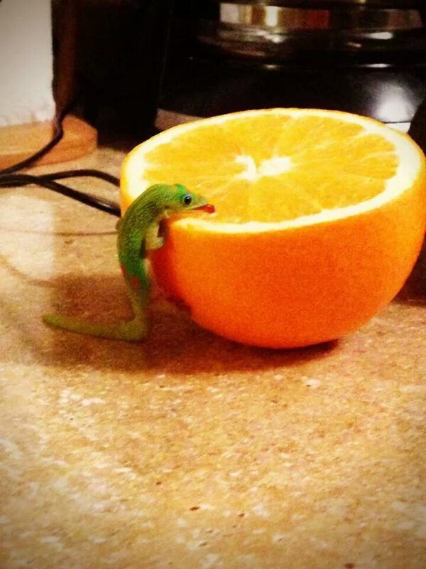 Cute little lizard just loves to drink fresh orange juice in the morning.