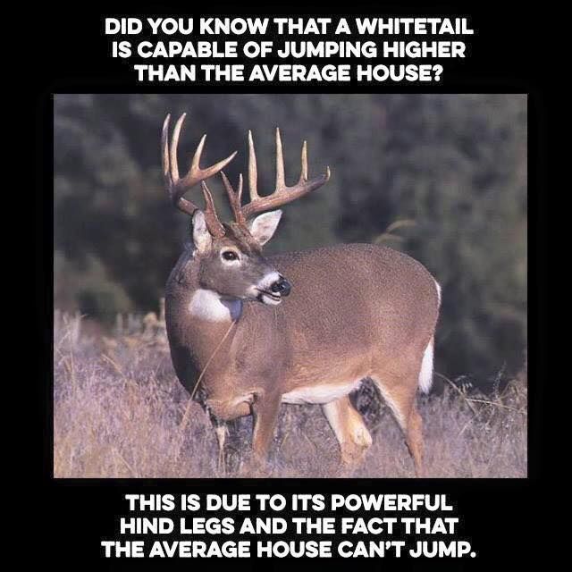 Did you know that a whitetail deer is capable of jumping higher than the average house?