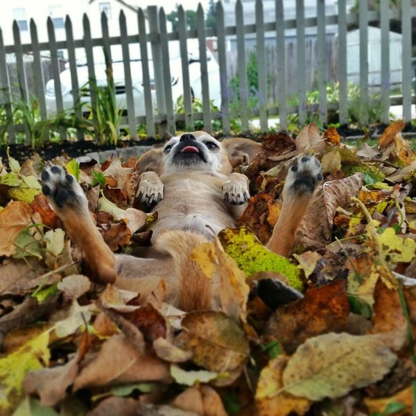 Dog chilling out in a pile of leaves.