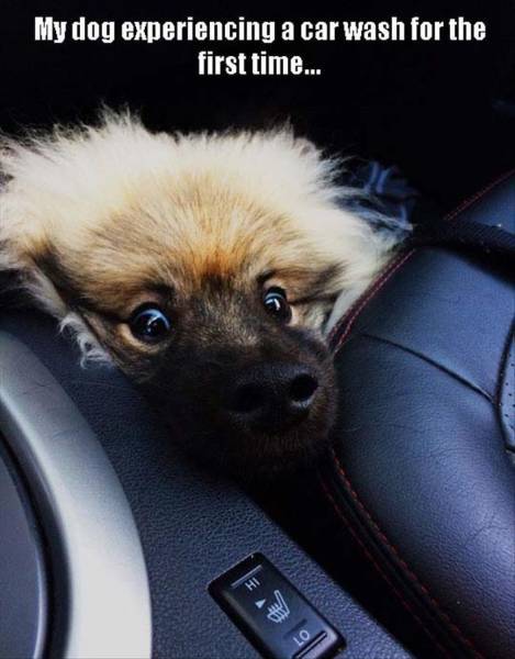 Dog experiencing a car wash for the first time.