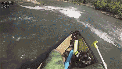 Dog Gets Tossed Out Of A Boat While Going Through Some Rapids On A River But His Owner Quickly Retrieves Him. The Dog Seems To Enjoy The Thrill Of It All Since Its Tail Never Stops Wagging.