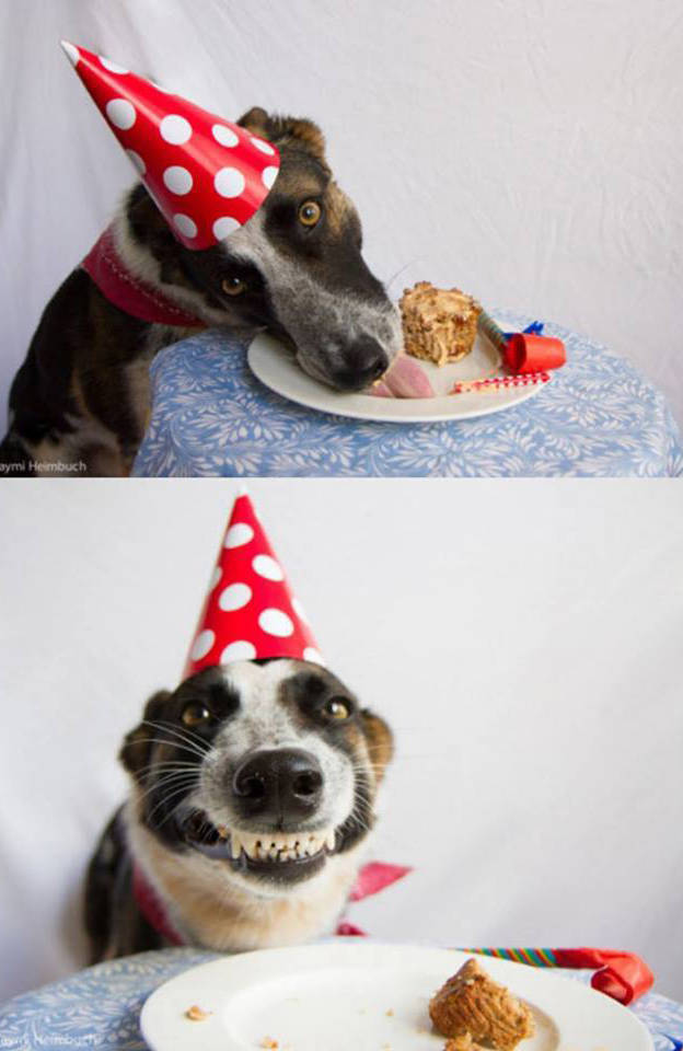 Dog loves his birthday cake.