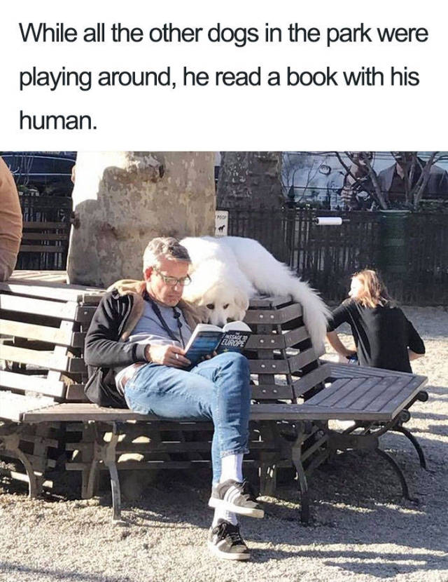 Dog loves to read.