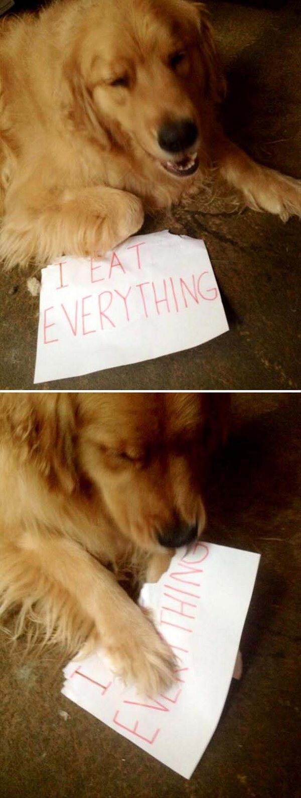 Dog Shaming Picture Of A Dog Eating The Dog Shaming Sign.