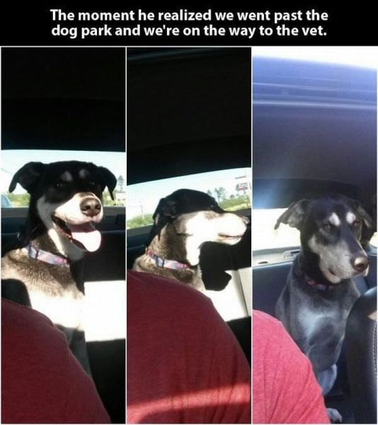 Dogs reaction the moment he realized his owner just passed the dog park and is headed to the Vet.