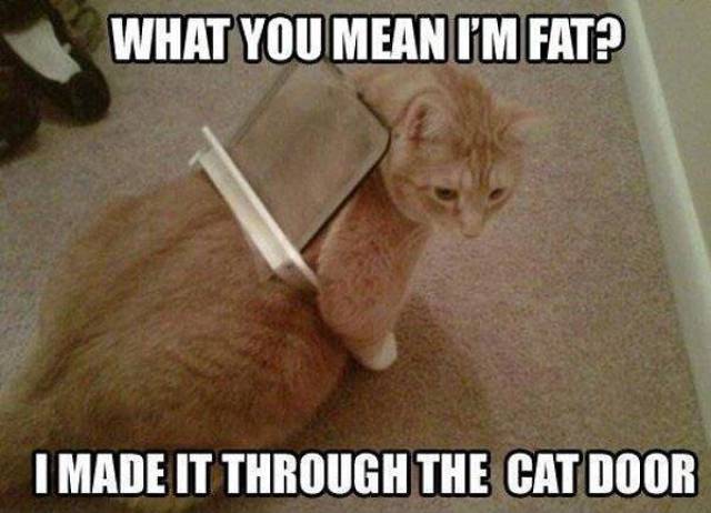 Fat cat can still manage to get inside the house using the cat door.