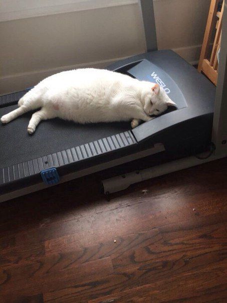 Fat cat found a better use for the treadmill.
