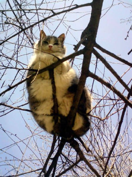 Fat cat is pushing its luck on this skinny tree branch.
