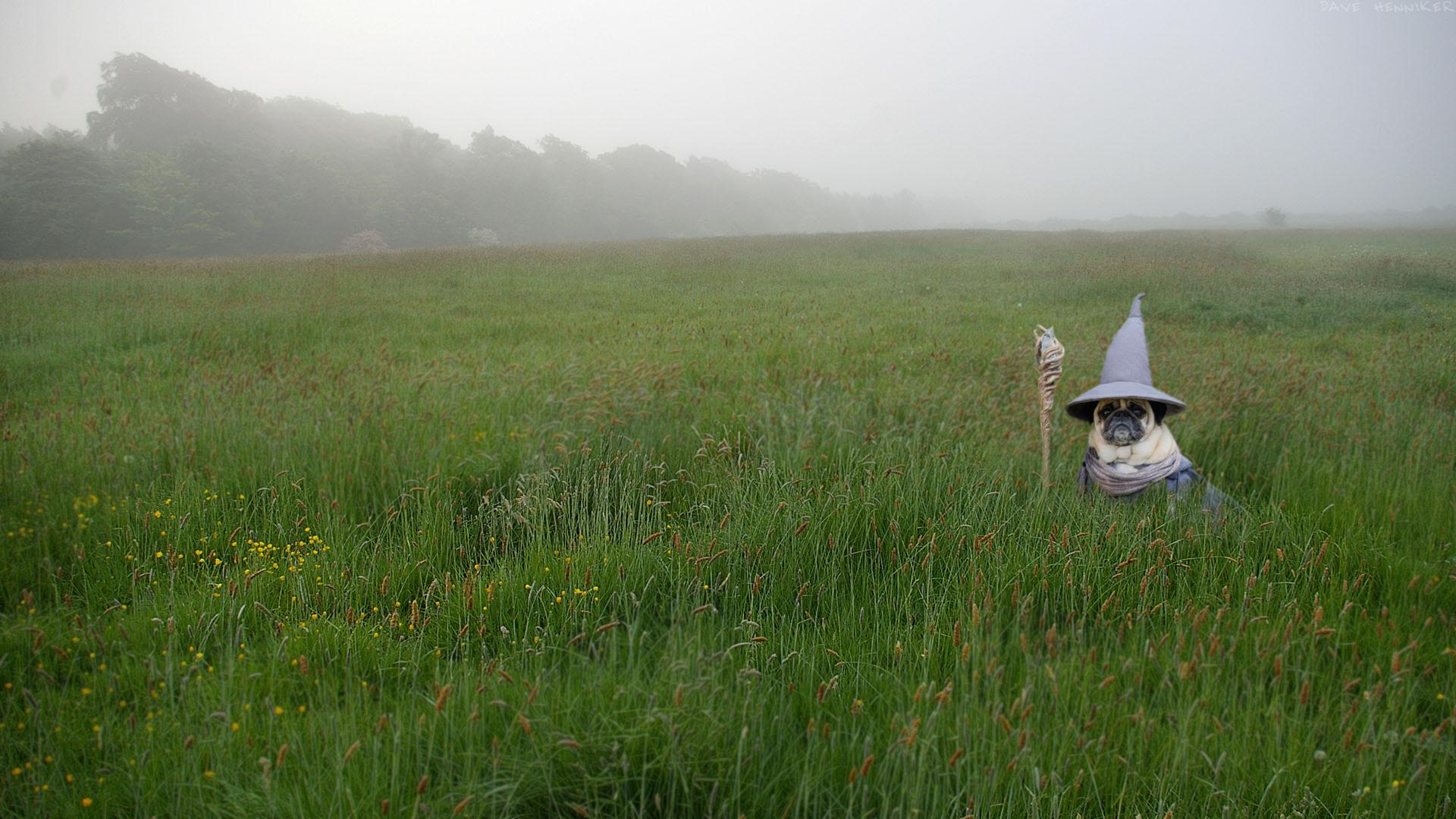 Gandalf pug.