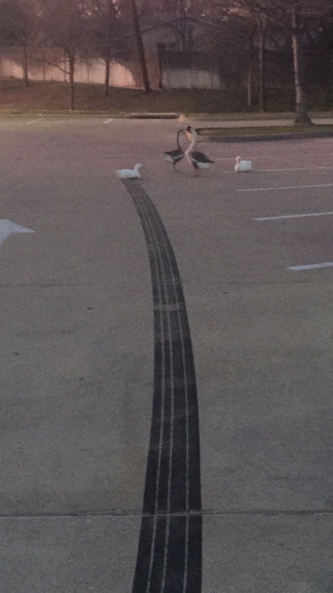 Goose came in a little too hot on this landing.