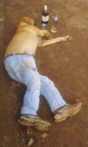 Found my dog passed out after a long night of drinking.