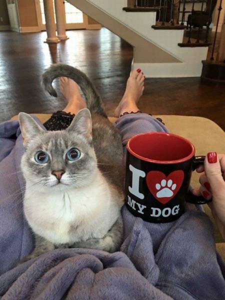 Guilt trip cat.