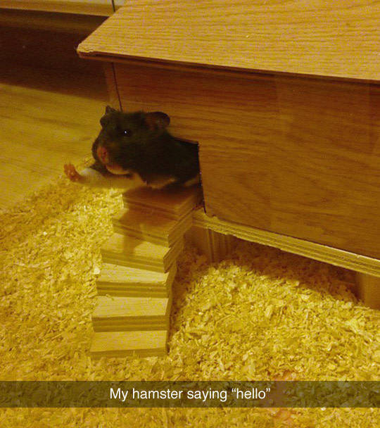 Hamster saying 