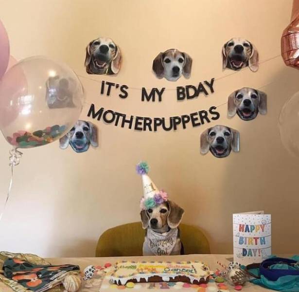 Happy birthday doggo!