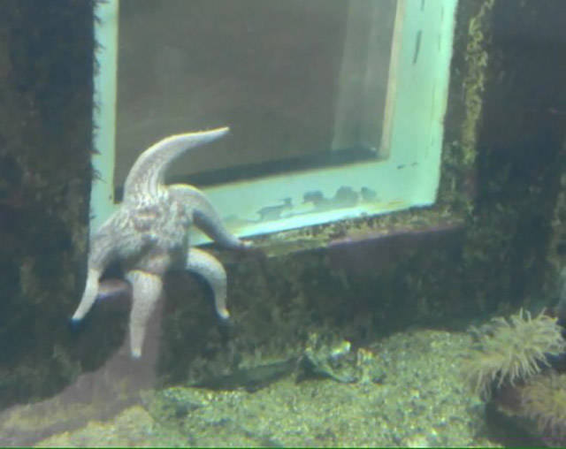 Starfish hanging out at SpongeBob's house.