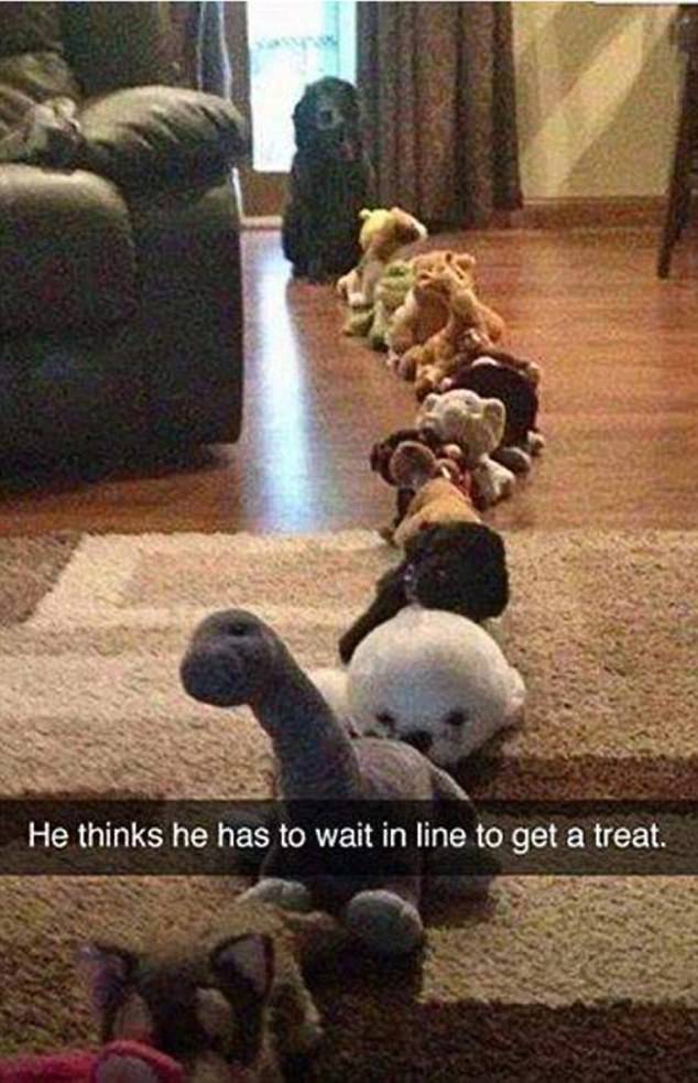 He thinks he has to wait in line to get a treat.