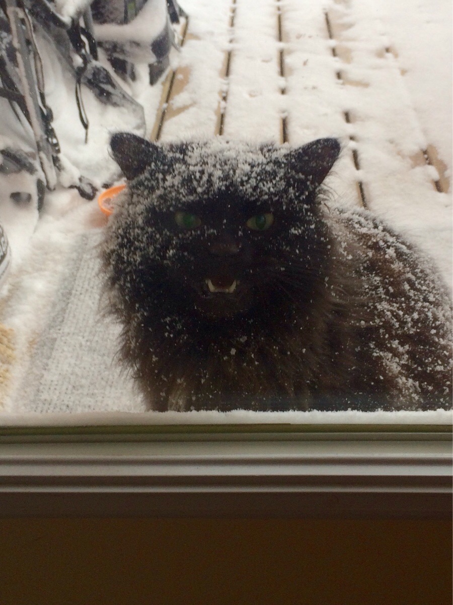 His cat insisted it be let out. The cat changed its mind. The cats owner now fears for his life.