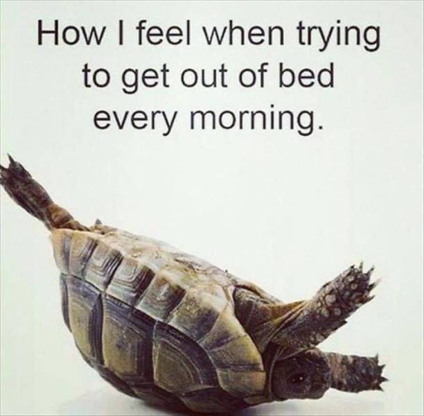 How I feel when trying to get out of bed every morning.