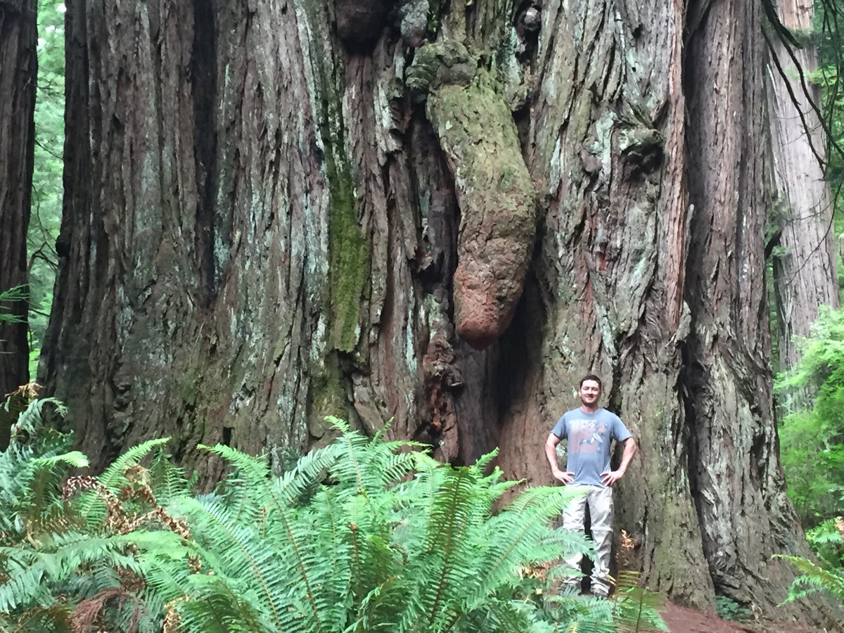 Huge Red Wood.