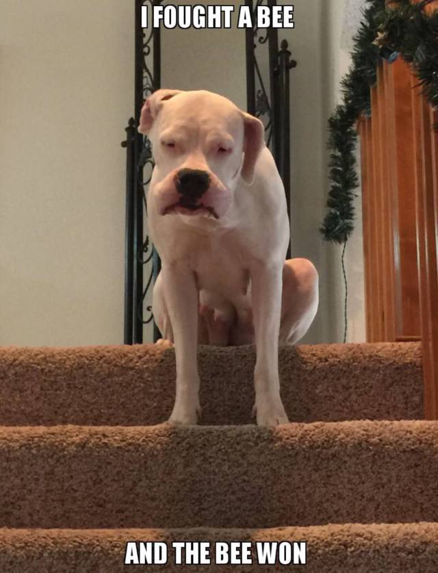 I fought a bee and the bee won.