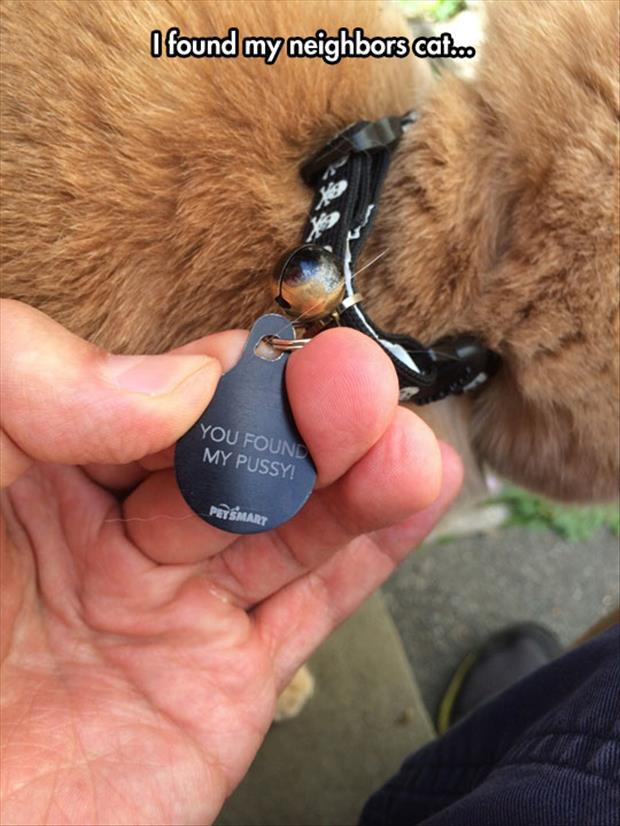 I Found My Neighbors Cat and Its Pet ID Tag Confirmed It.