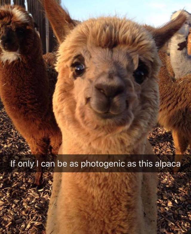 If only I can be as photogenic as this alpaca.