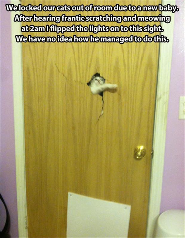 If you ever hear your cat scratching your door to get in it is a good idea to open it otherwise this could happen to you.