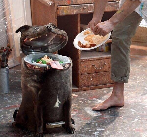 Just feeding my dog the leftovers.