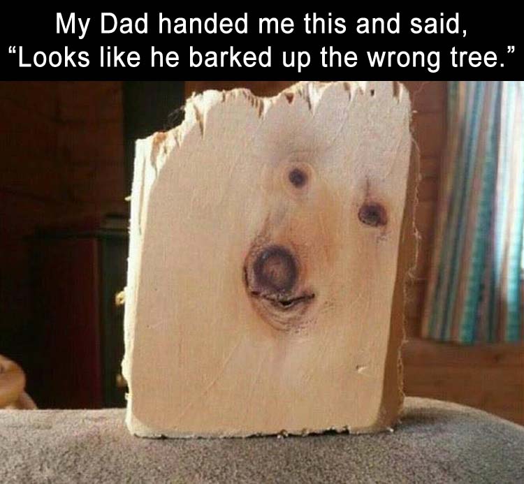 Looks like he barked up the wrong tree.