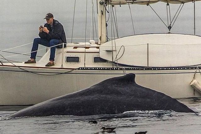 Man fixated on his cell phone misses an awesome close up whale encounter.