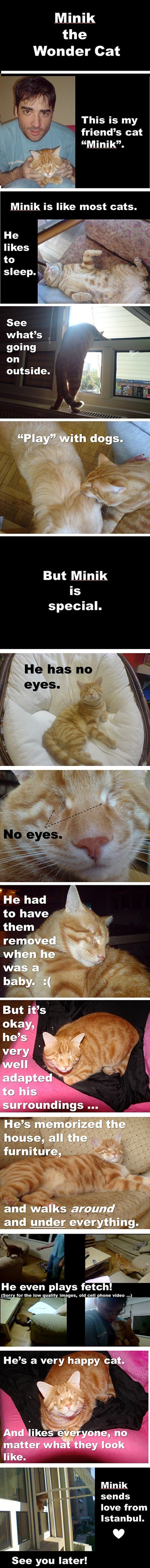 Meet Minik The Wonder Cat. He Doesn't Have Any Eyes But That Doesn't Stop Him.