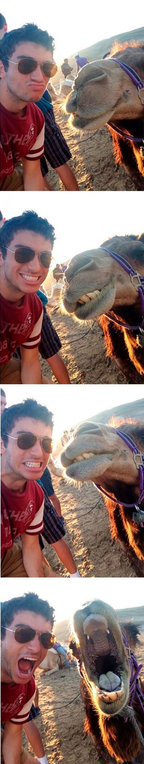 Multiple selfies with a camel while doing the same facial expressions.