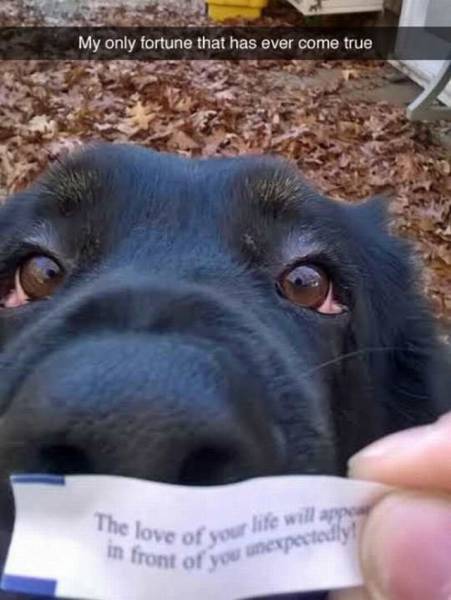 My only fortune that has ever come true.