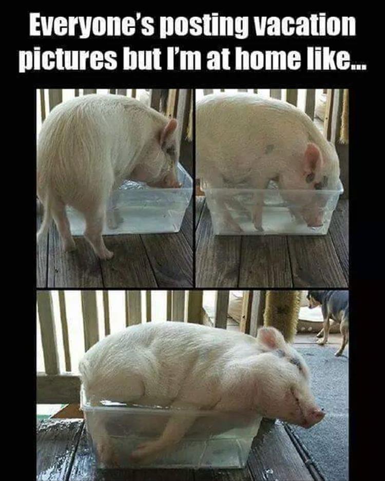 Vacation pictures.