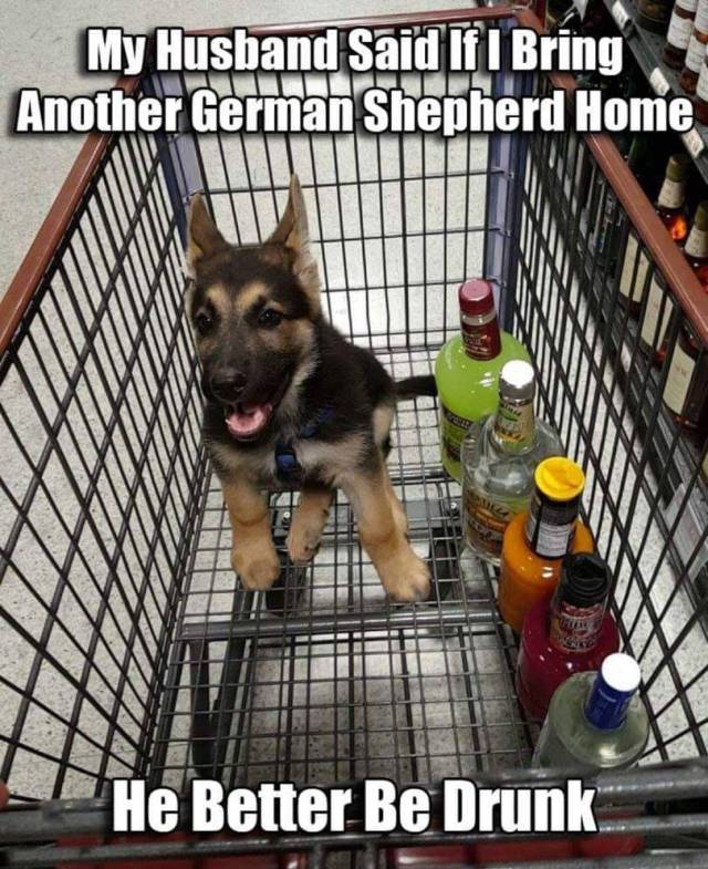 New German Shepherd puppy requires booze.