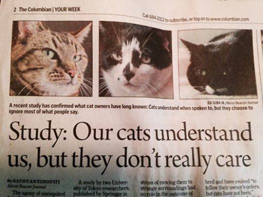 New Study Shows Your Cat Understands You But Doesn't Care. Meowch!
