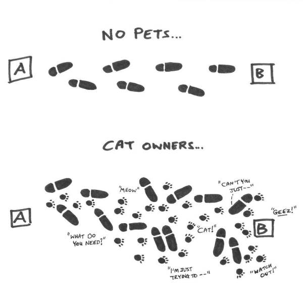 No pets vs. Cat owners