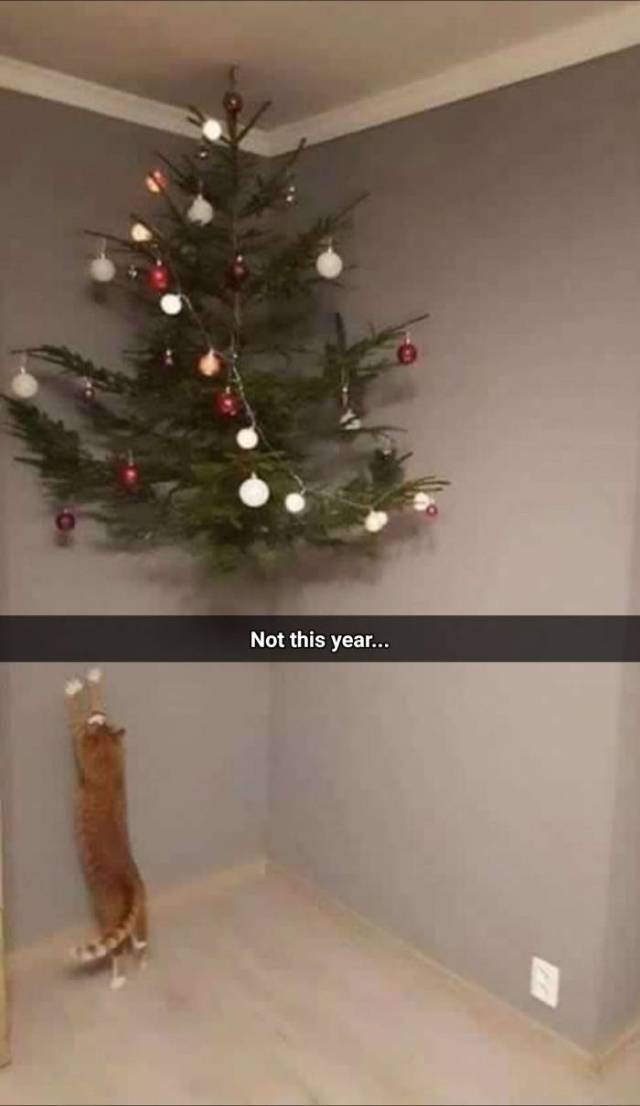 Not this year cat.