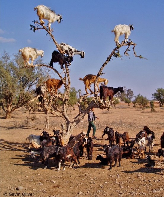 Nothing To See Here Except Some Goats In A Tree
